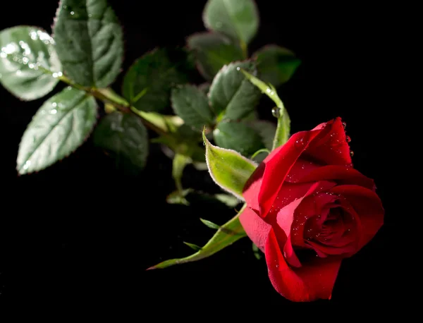 Rosa roja aislada en negro —  Fotos de Stock