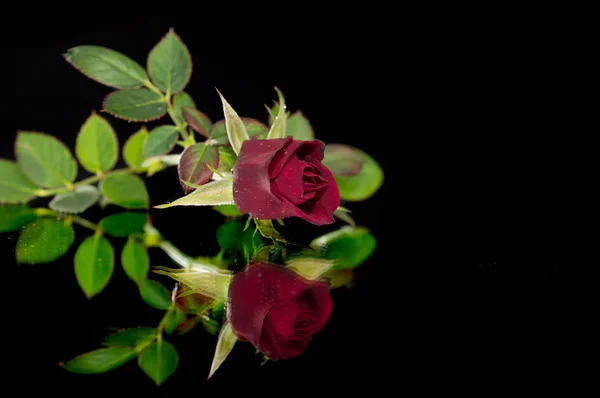 Rose rouge isolée sur noir — Photo