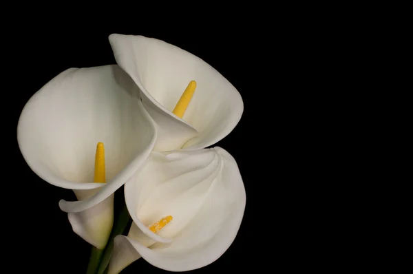 3 つの白のオランダカイウ lillies — ストック写真