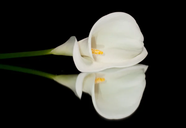 Weiße Calla-Lilie — Stockfoto