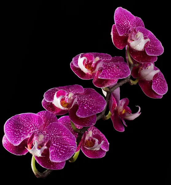 Orquídeas rosadas y blancas sobre fondo negro — Foto de Stock