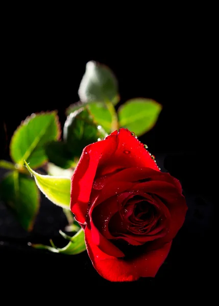 Rosa roja aislada en negro —  Fotos de Stock