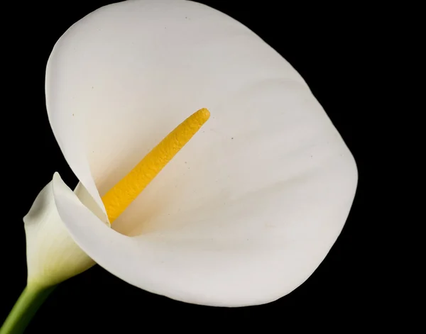 Fehér kála liliom — Stock Fotó