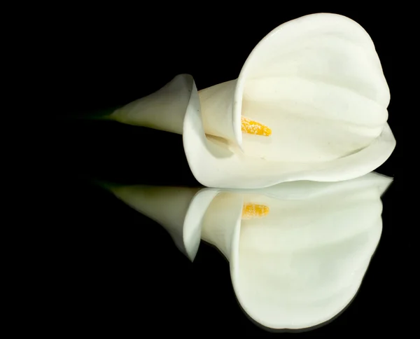 Lírio branco calla — Fotografia de Stock