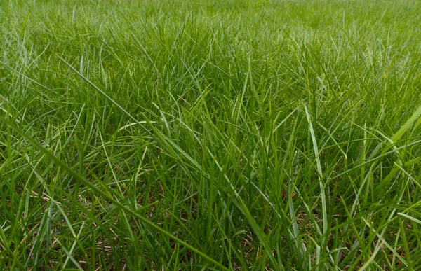 stock image Green spring fresh gras