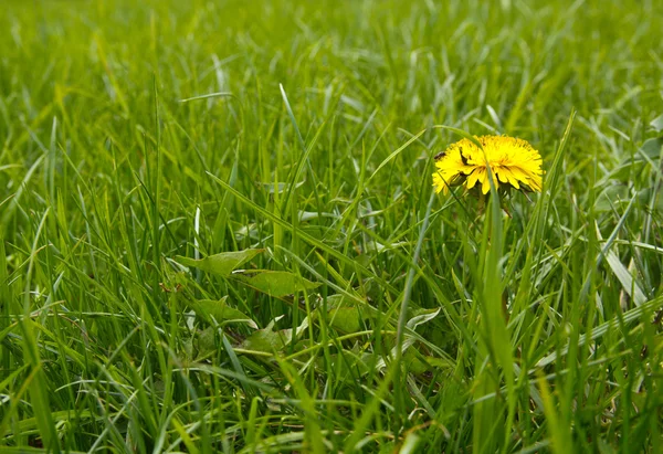 黄色い春の花 — ストック写真