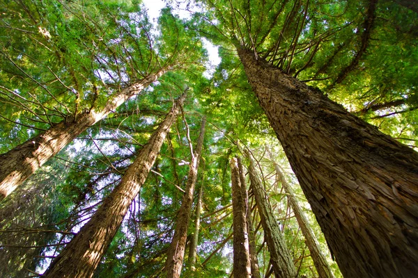 stock image Redwood Trees