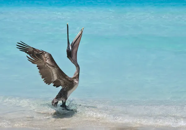 Stock image Dancing Pelican