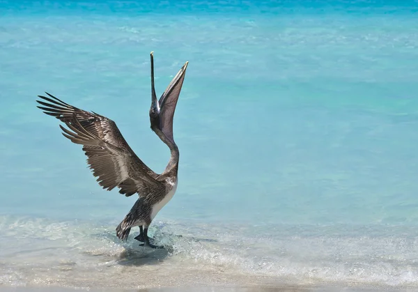 Dansande pelican Stockfoto