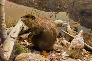 Beavers Working clipart