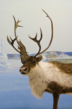 Caribou portre