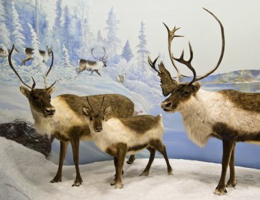 Caribou herd clipart