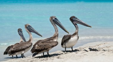 Pelican Quartet clipart