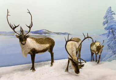 Caribou Caravan clipart