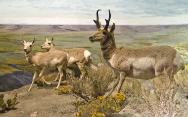 Pronghorn Trio clipart