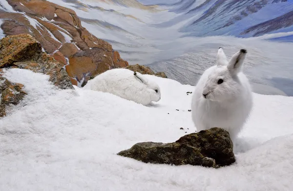 stock image Arctic Hares