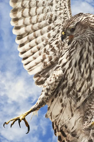 Bred - winged hawk — Stockfoto
