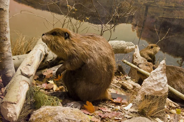 Beavers Working — Stock Photo, Image