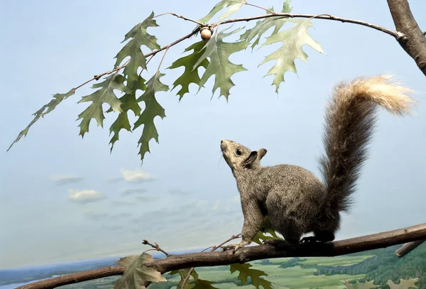 Stock image Squirrel Up High