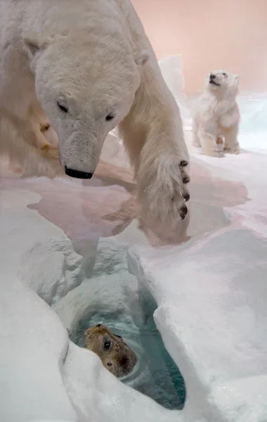 Ursos e focas — Fotografia de Stock
