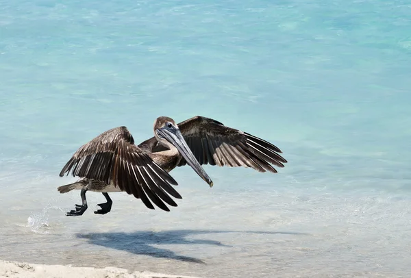 stock image Hovering Pelican