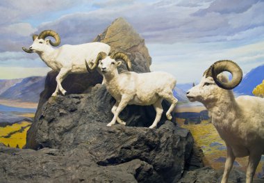Thinhorn Sheep Trio clipart