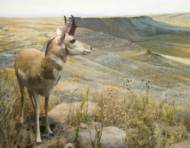 Pronghorn Buck clipart