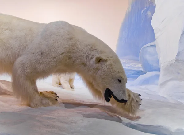 Mamá oso polar —  Fotos de Stock