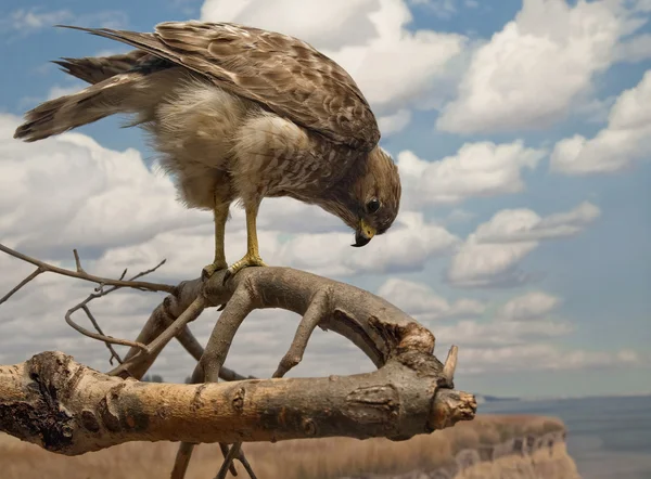 Hawk på jakt — Stockfoto