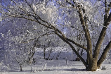 Winter frosty trees