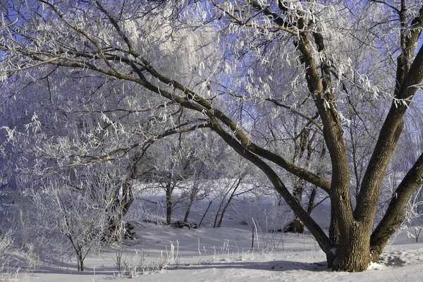 Winter frosty trees — Stock Photo, Image