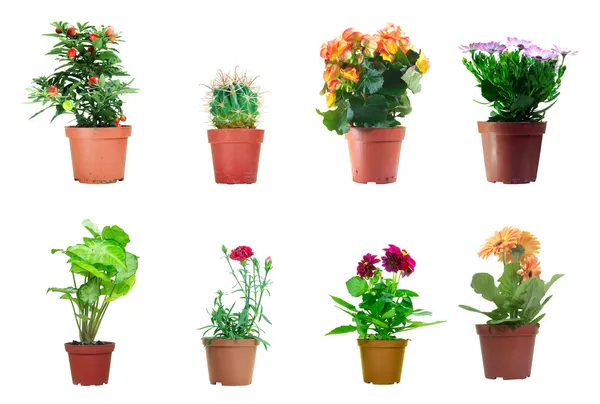 Plantes en pot Images De Stock Libres De Droits
