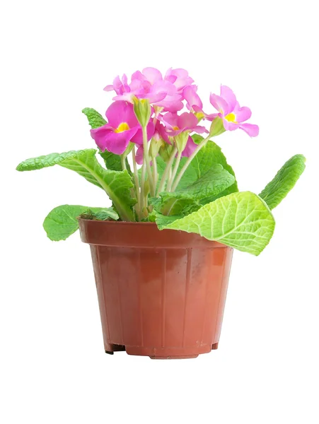 Pink Primrose In A Pot Isolated — Stock Photo, Image