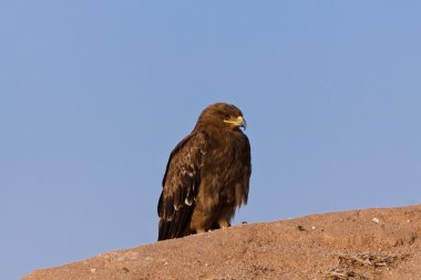 Steppe Eagle clipart