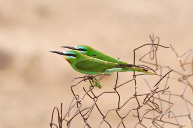 güzel çift yeşil bee-eaters