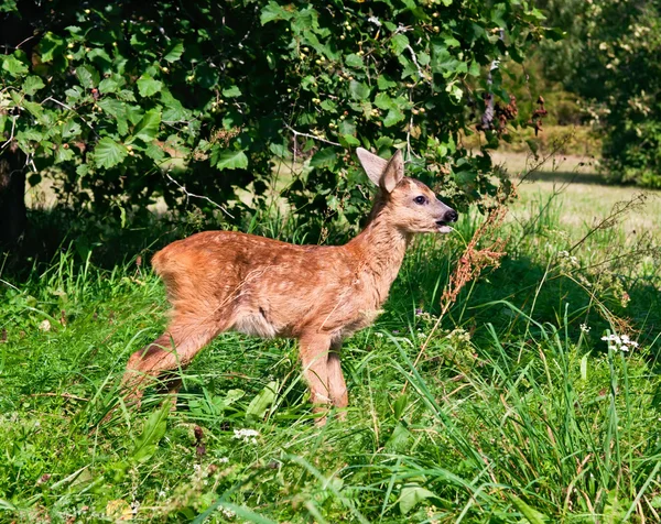 European roe deer fawn — Stock Photo, Image