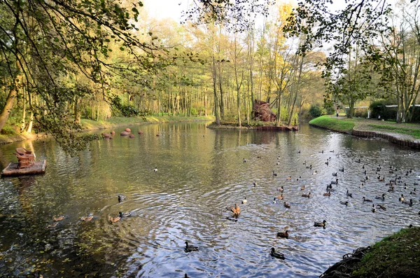 도시 공원에서 연못에 새 — 스톡 사진