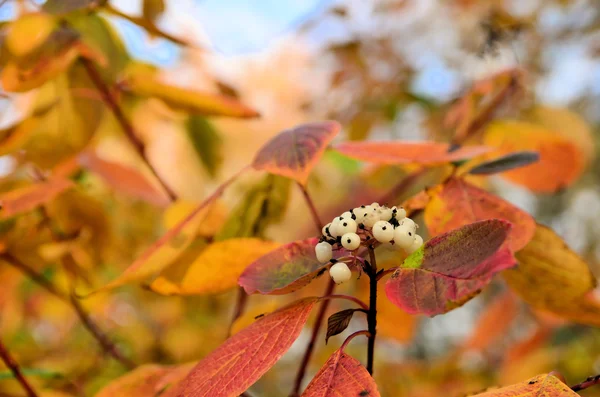 Плоды догвуда среди разноцветных листьев — стоковое фото