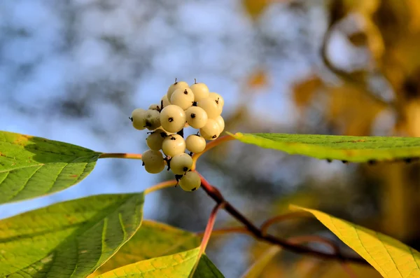 Dogwood fruit among the colorful leaves — Stok fotoğraf