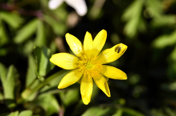 Pilewort çiçek — Stok fotoğraf
