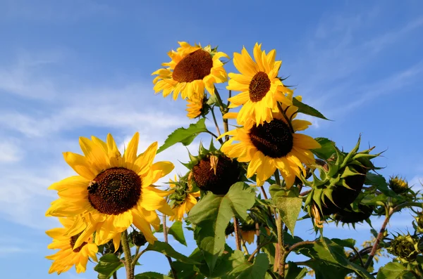 stock image Sunflowers on sky background