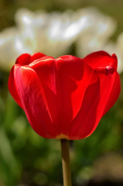 stock image Red tulip on a blurred background of the group of white tulips and their leaves