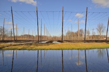 Hop gardens in Poland clipart