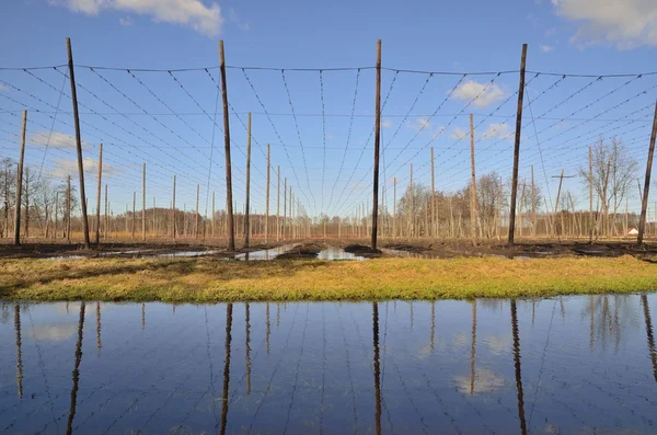 stock image Hop gardens in Poland