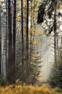 The sun's rays in a misty spruce forest clipart