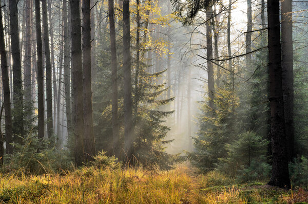 Photograph was taken in the foggy autumn spruce forest in the afternoon.