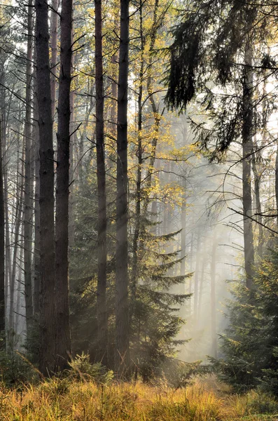 The sun's rays in a misty spruce forest — Stock Photo, Image