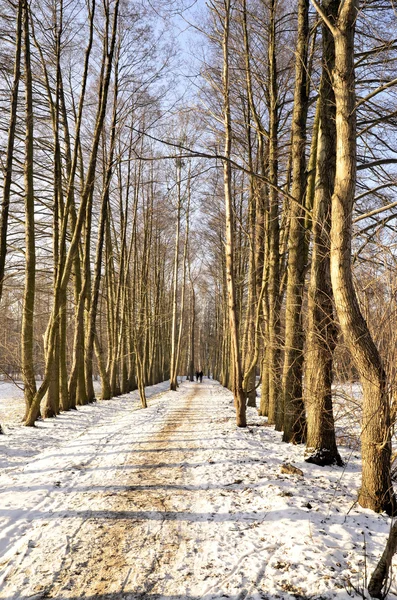 Op de winter lopen — Stockfoto