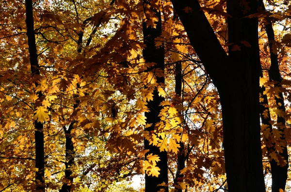 La colección de otoño de colores —  Fotos de Stock