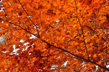 de herfst collectie van kleuren